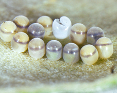 Trissolcus oenone