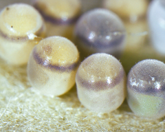 Trissolcus oenone
