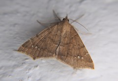 Focillidia