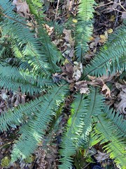Polystichum munitum