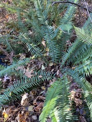 Polystichum munitum