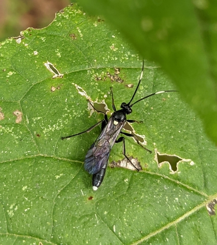 Vulgichneumon brevicinctor photo 4