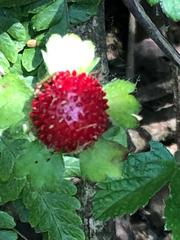 Potentilla hebiichigo