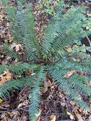 Polystichum munitum
