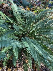 Polystichum munitum