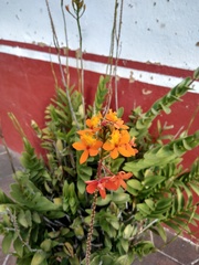 Epidendrum