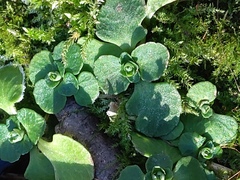 Chrysosplenium kamtschaticum