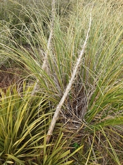 Chionochloa rigida rigida
