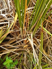 Chionochloa rigida rigida