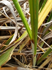 Chionochloa rigida rigida