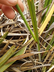Chionochloa rigida rigida
