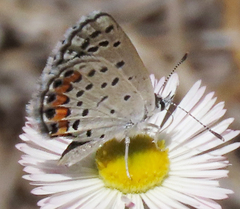 Icaricia lupini texanus