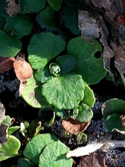 Chrysosplenium kamtschaticum