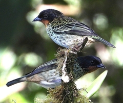 Ixothraupis rufigula