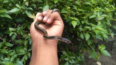 Xenochrophis vittatus