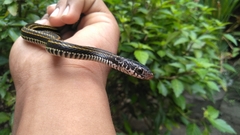 Xenochrophis vittatus