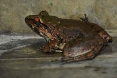 Limnonectes macrodon