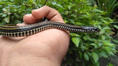 Xenochrophis vittatus