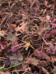 Oxalis corniculata