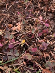 Oxalis corniculata