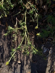 Matricaria discoidea