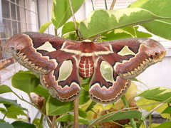 Rothschildia jacobaeae
