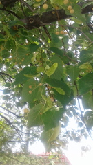 Tilia