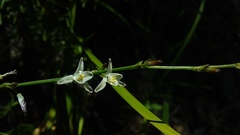Libertia paniculata