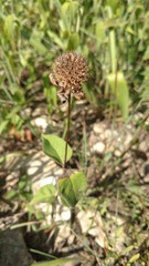 Monarda bradburiana