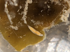 Vorticeros praedatorium