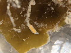 Vorticeros praedatorium