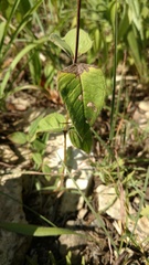Monarda bradburiana