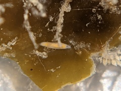 Vorticeros praedatorium