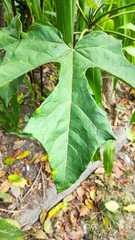 Cnidoscolus aconitifolius