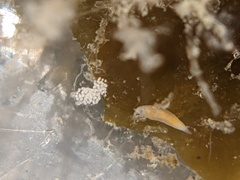 Vorticeros praedatorium