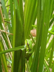 Ranoidea phyllochroa