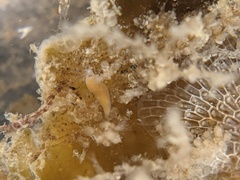 Vorticeros praedatorium