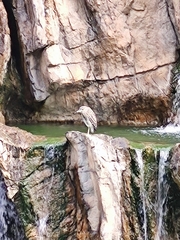 Nycticorax nycticorax