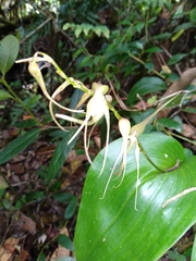 Pleurothallis phalangifera