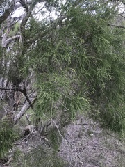 Melaleuca irbyana