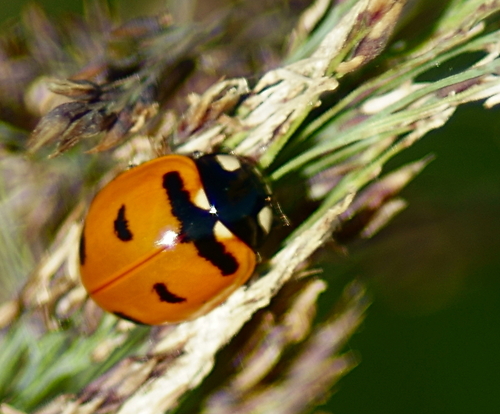 Transverse Lady Beetle photo 5