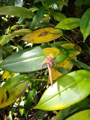 Pleurothallis sarcochila