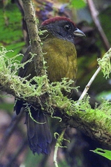 Arremon castaneiceps