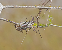 Tillandsia paucifolia