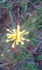 Lambertia multiflora