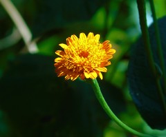 Lasianthaea macrocephala