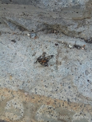 Trypanophora semihyalina