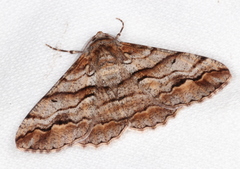 Gastrinodes bitaeniaria