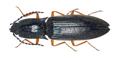 Paractenicera fulvipes