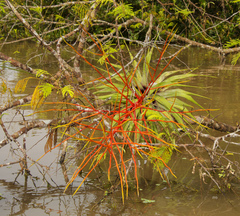 Tillandsia adpressiflora